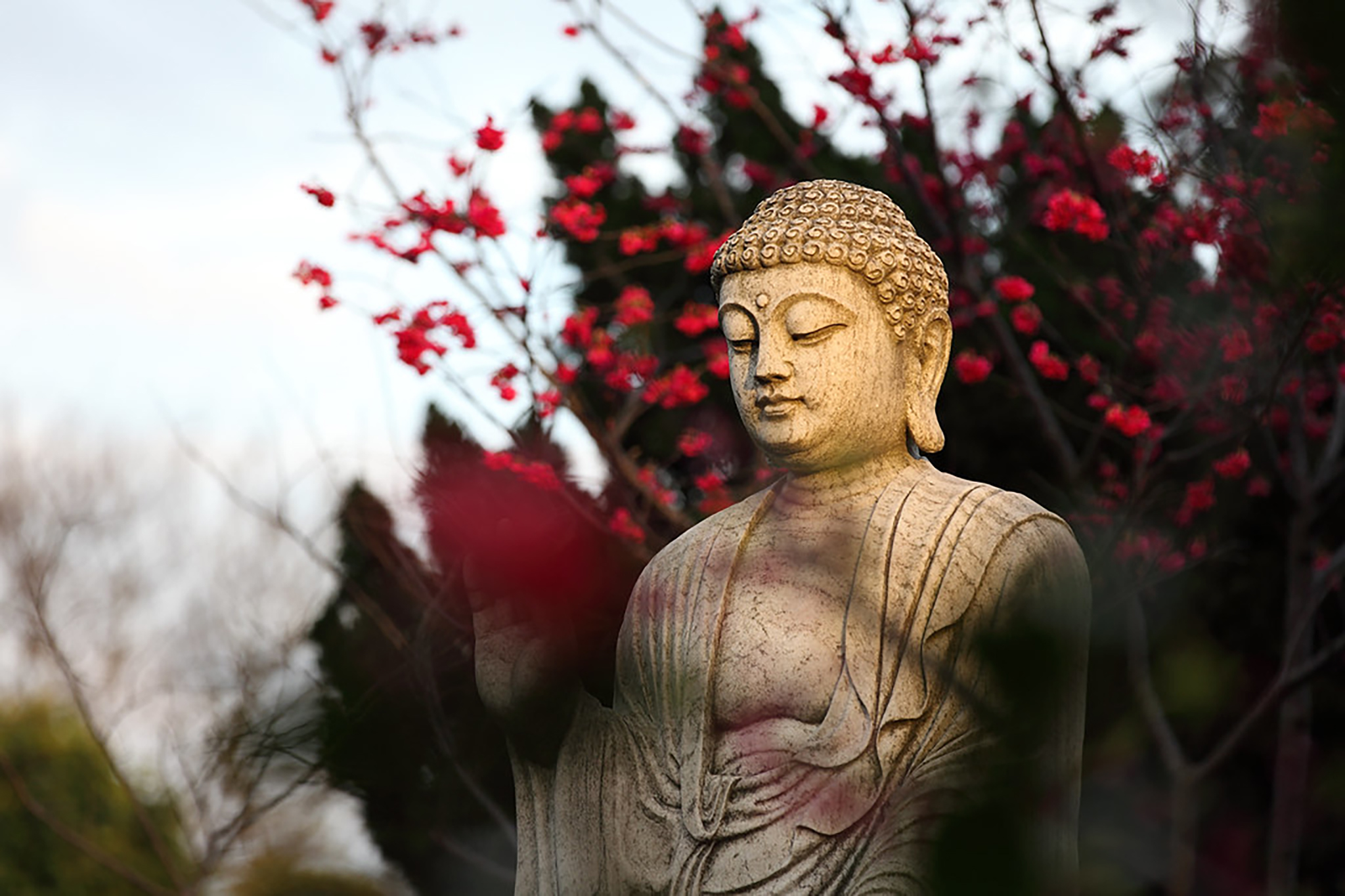 Cultivating Karuṇā